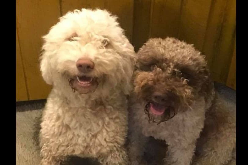 Spanish Water Dog Puppies breeder image 9