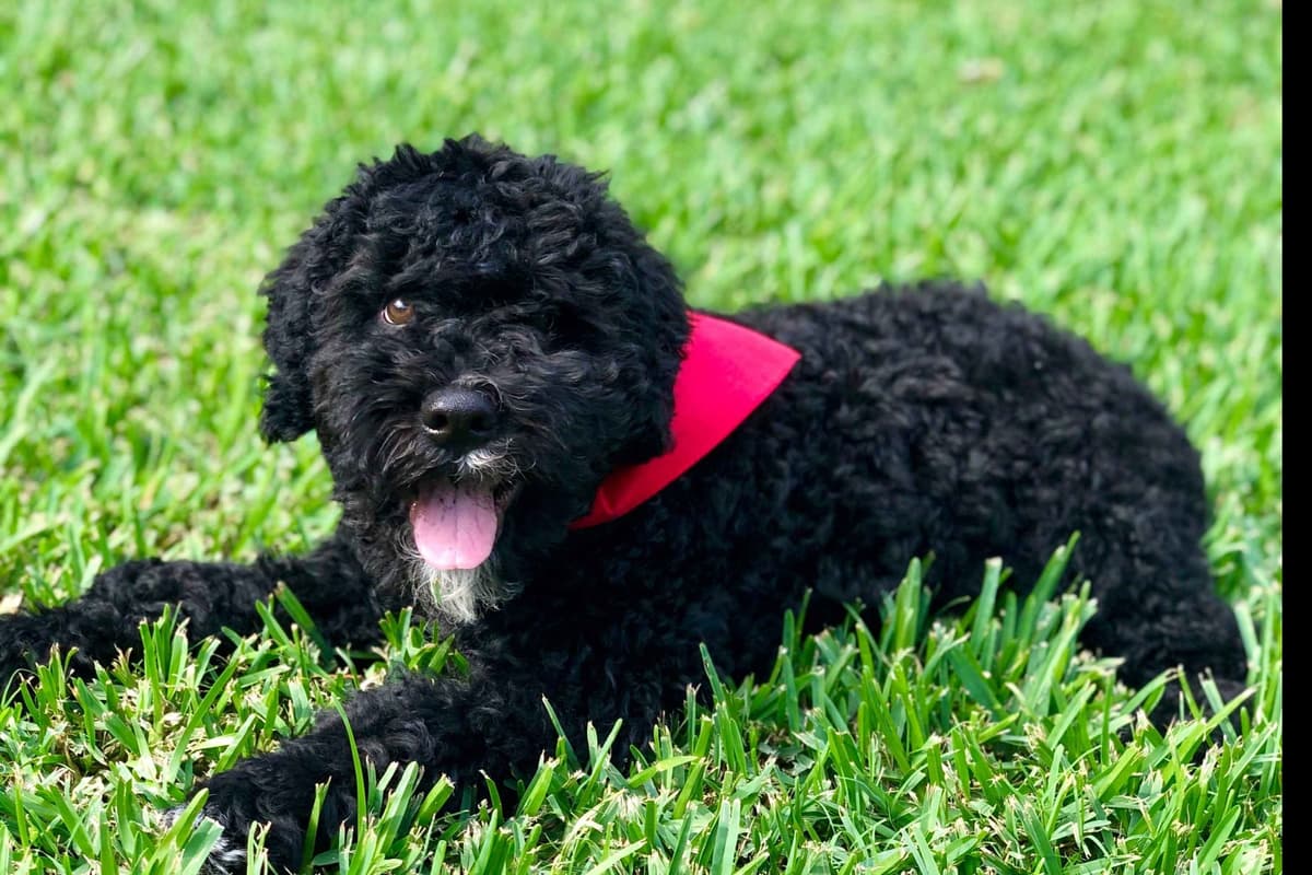 Spanish Water Dog Puppies breeder image 10
