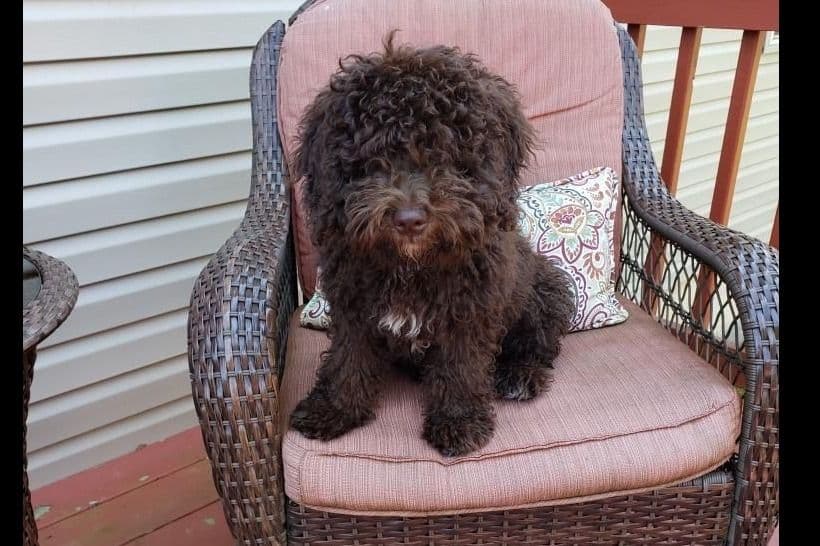 Spanish Water Dog Puppies breeder image 11