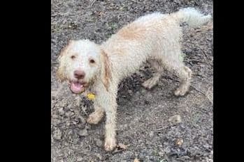 Spanish Water Dog Puppies breeder image 12