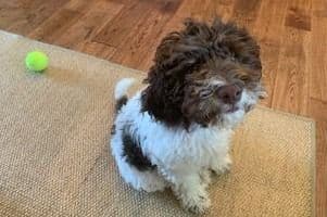 Spanish Water Dog Puppies breeder image 13