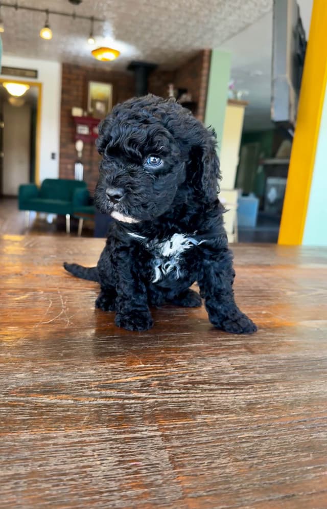 Spanish Water Dog Puppies media 2