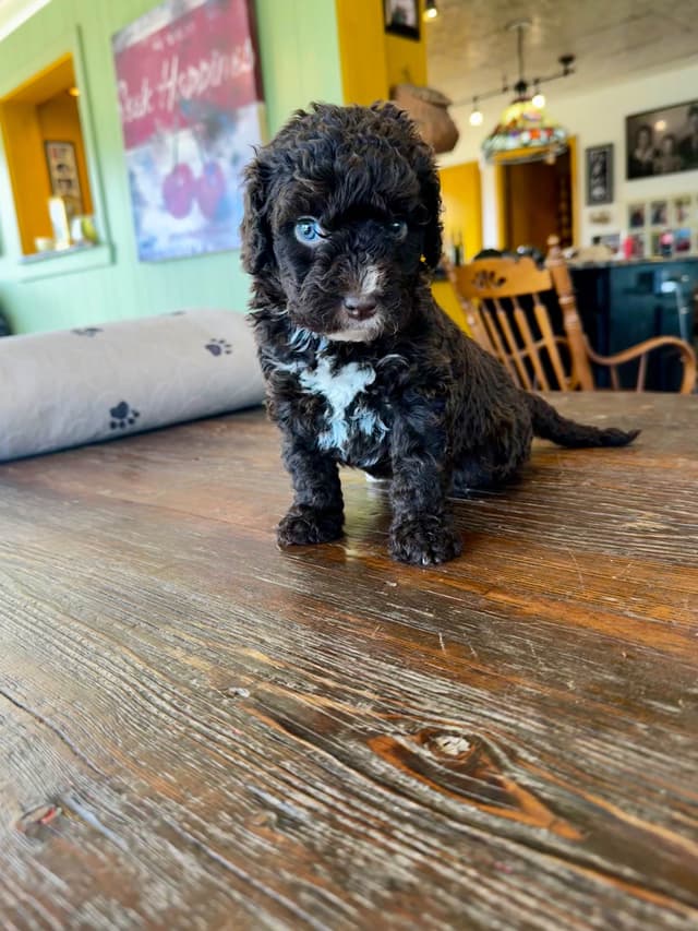 Spanish Water Dog Puppies media 3