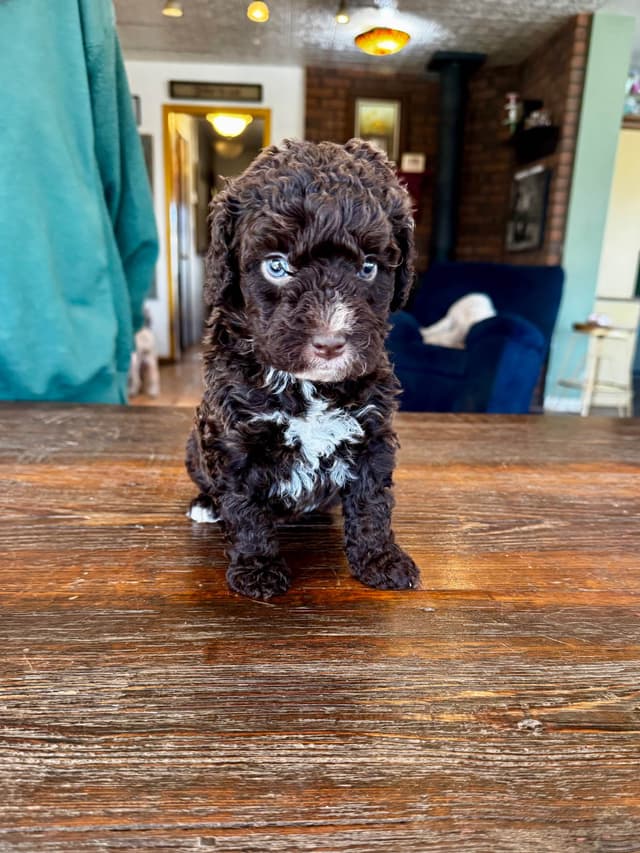 Spanish Water Dog Puppies media 4