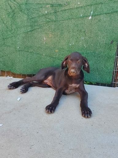 German Shorthaired Pointer Pup breeder image 3