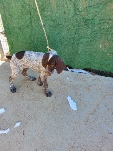 German Shorthaired Pointer Pup breeder image 1