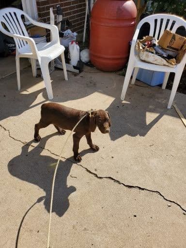 German Shorthaired Pointer Pup breeder image 2