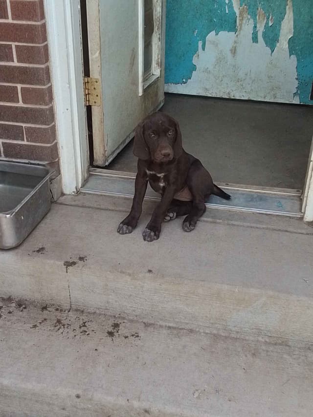 German Shorthaired Pointer Pup media 2