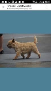 Cairn Terrier Puppies breeder image 2