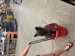 Cairn Terrier Puppies breeder image 4