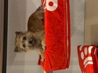 Cairn Terrier Puppies breeder image 17