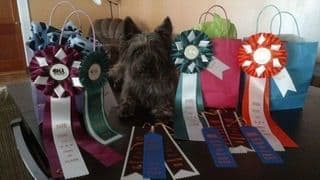 Cairn Terrier Puppies breeder image 1