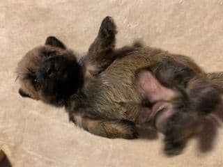 Cairn Terrier Puppies breeder image 13