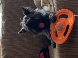 Cairn Terrier Puppies breeder image 12