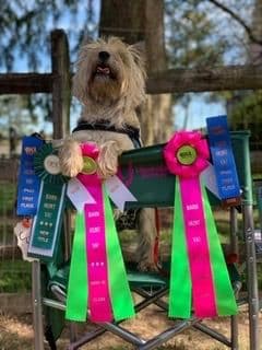Cairn Terrier Puppies breeder image 10