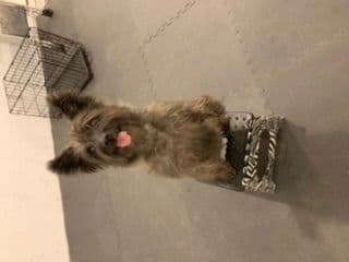 Cairn Terrier Puppies breeder image 5