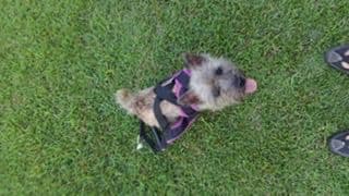 Cairn Terrier Puppies breeder image 14