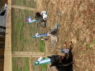 Cairn Terrier Puppies breeder image 9