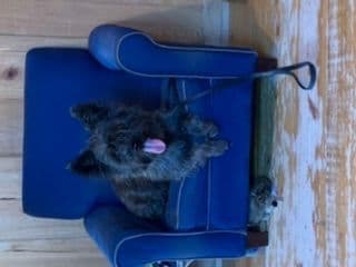 Cairn Terrier Puppies breeder image 20