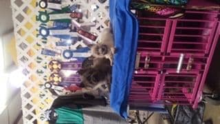 Cairn Terrier Puppies breeder image 23