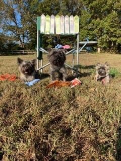 Cairn Terrier Puppies breeder image 16