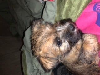 Cairn Terrier Puppies breeder image 21
