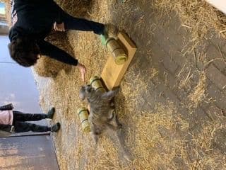 Cairn Terrier Puppies breeder image 25