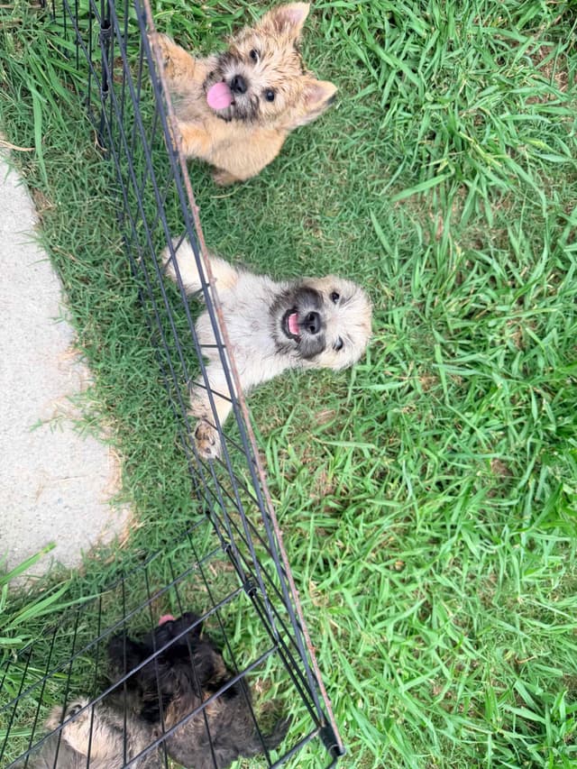 Cairn Terrier Puppies media 2