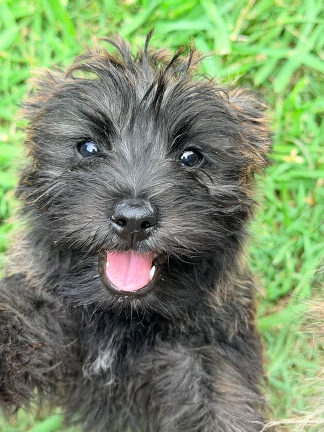 Cairn Terrier Puppies media 3