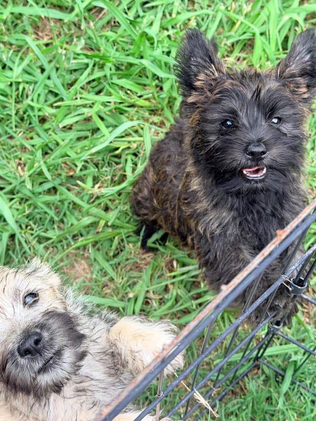 Cairn Terrier Puppies media 4