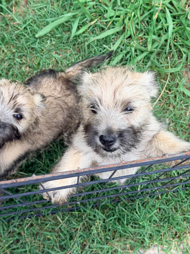 Cairn Terrier Puppies media 5