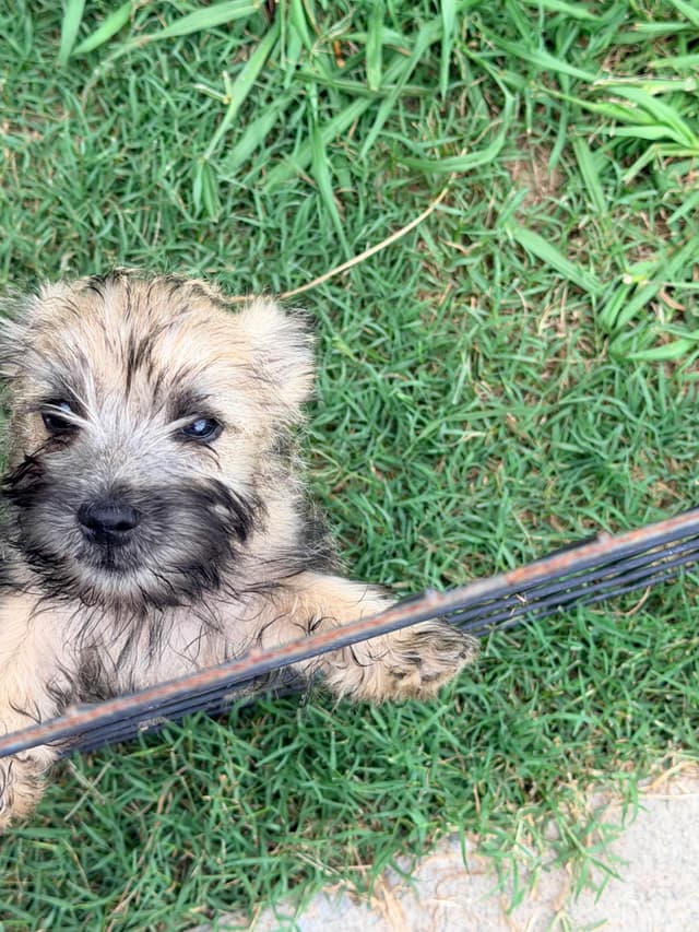 Cairn Terrier Puppies media 6