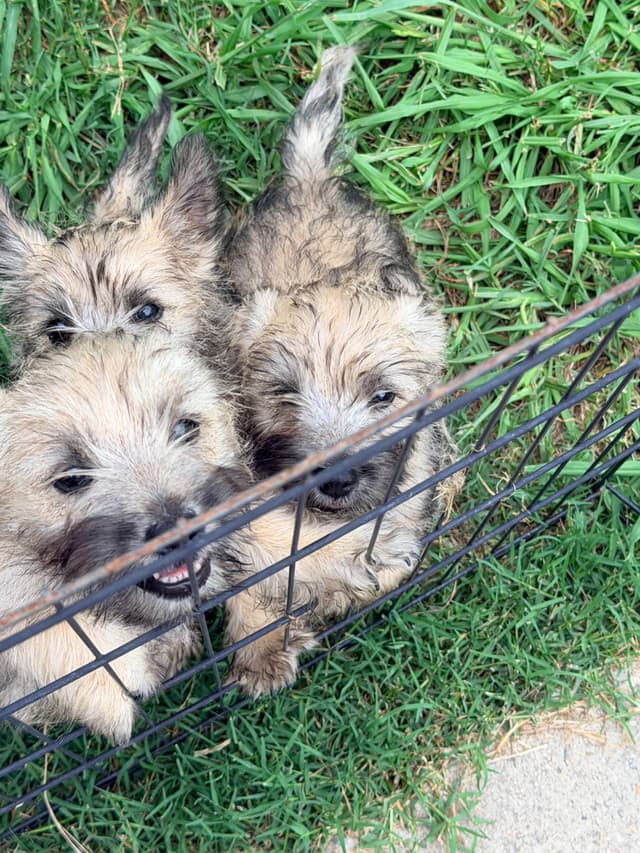 Cairn Terrier Puppies media 7