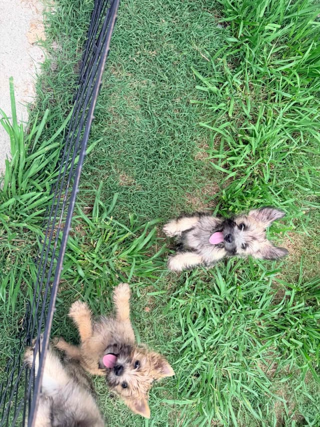 Cairn Terrier Puppies media 8
