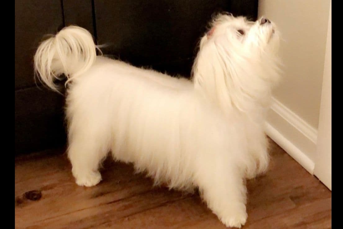 Maltese Puppies breeder image 1