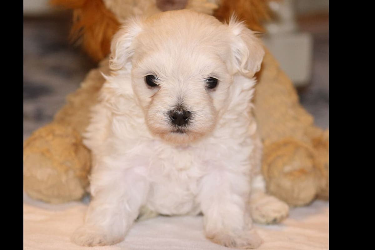 Maltese Puppies breeder image 2