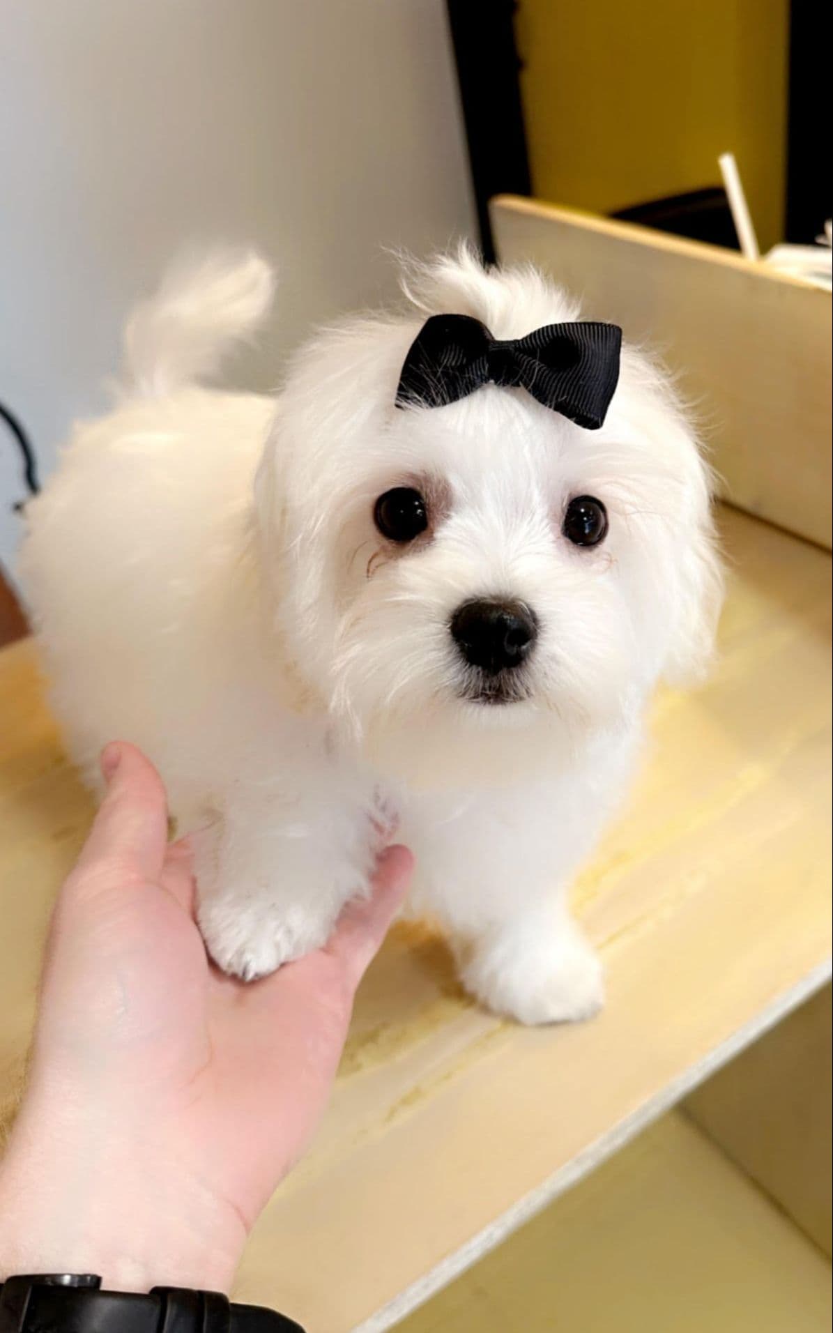 Maltese Puppies breeder image 3