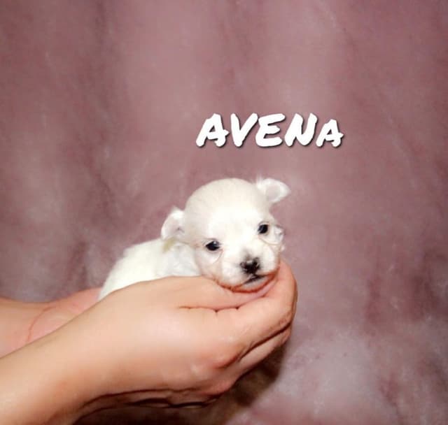 Maltese Puppies media 3