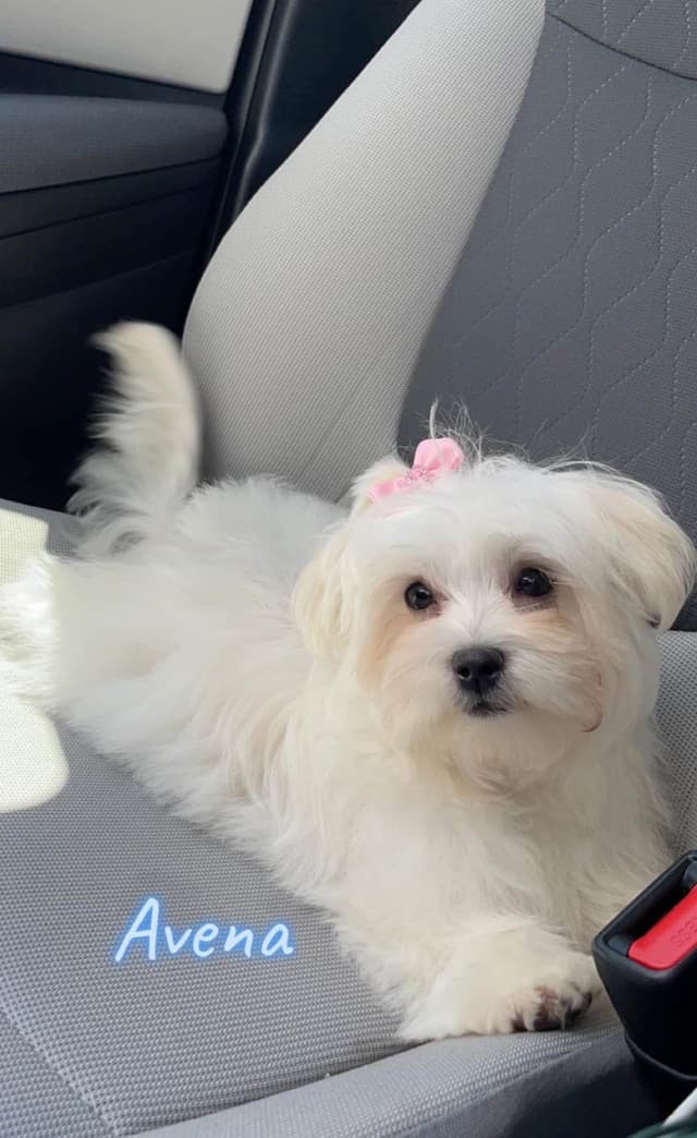 Maltese Puppies media 5