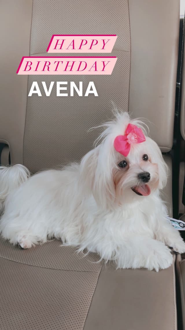 Maltese Puppies media 6