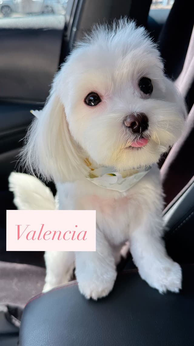 Maltese Puppies media 7