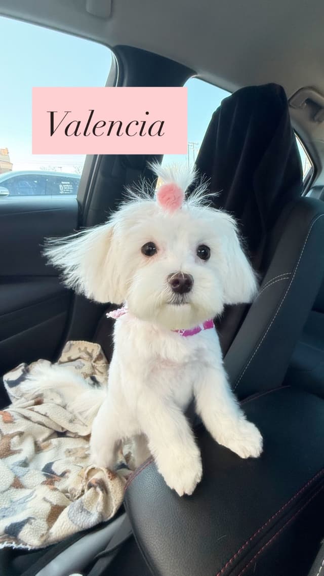 Maltese Puppies media 8