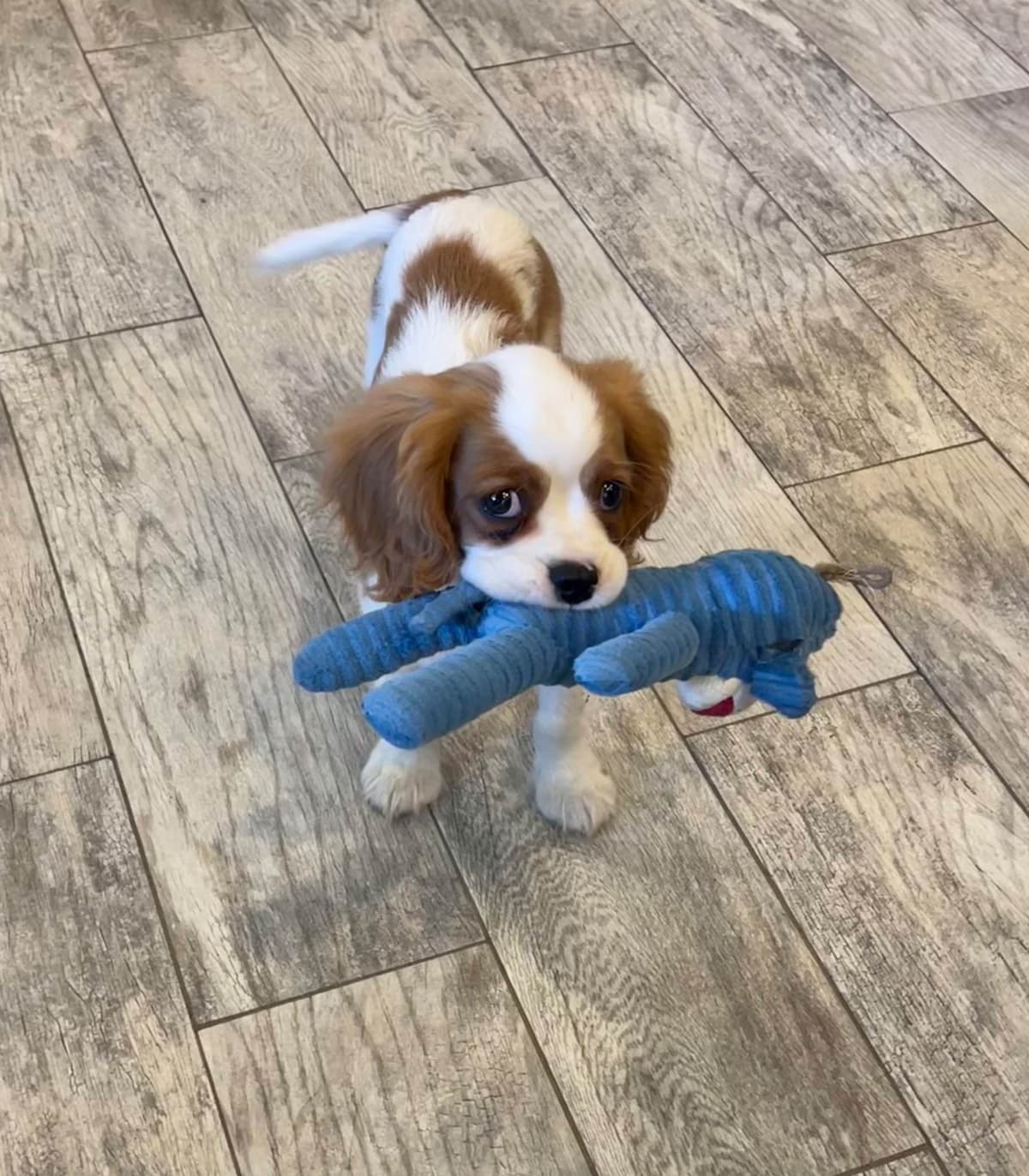 Cavalier King Charles Spaniel Puppies breeder image 3