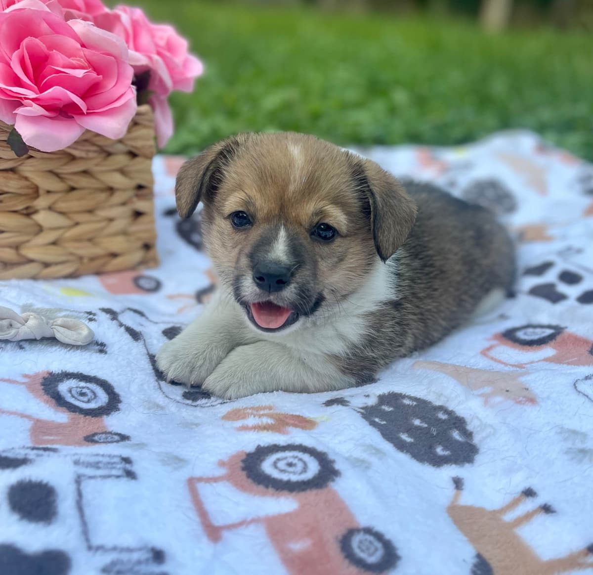 Cavalier King Charles Spaniel Puppies breeder image 6