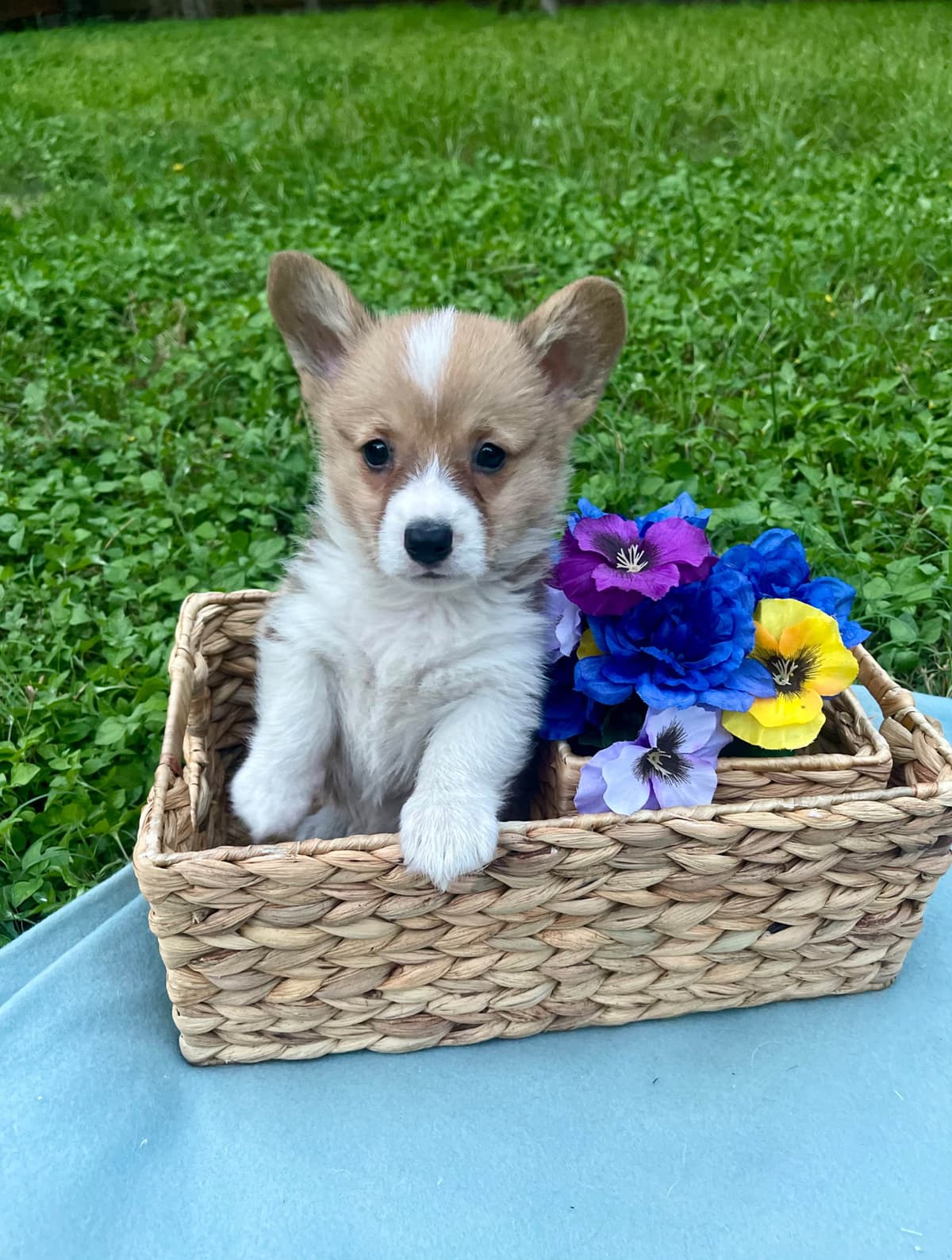 Cavalier King Charles Spaniel Puppies breeder image 8