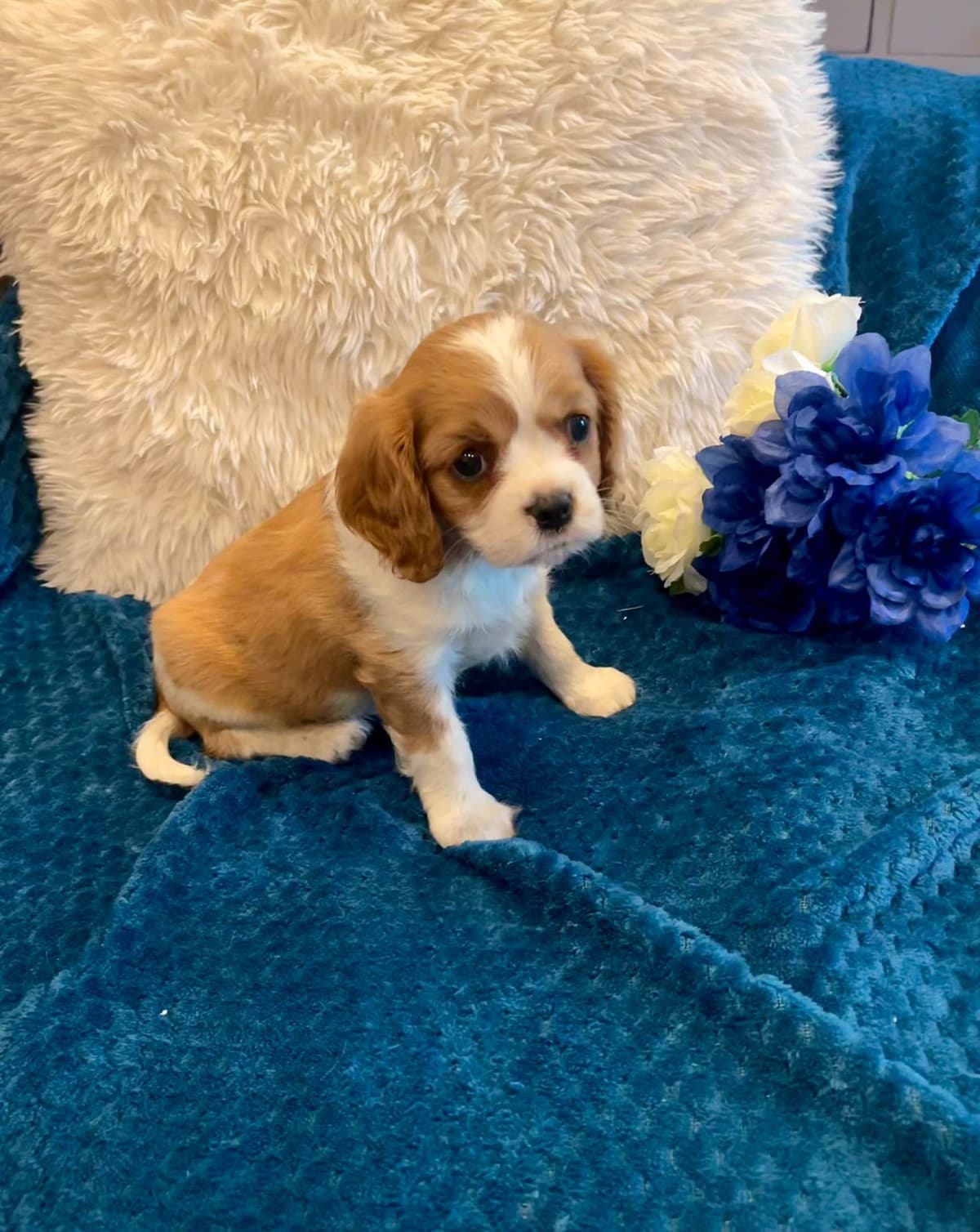 Cavalier King Charles Spaniel Puppies breeder image 9