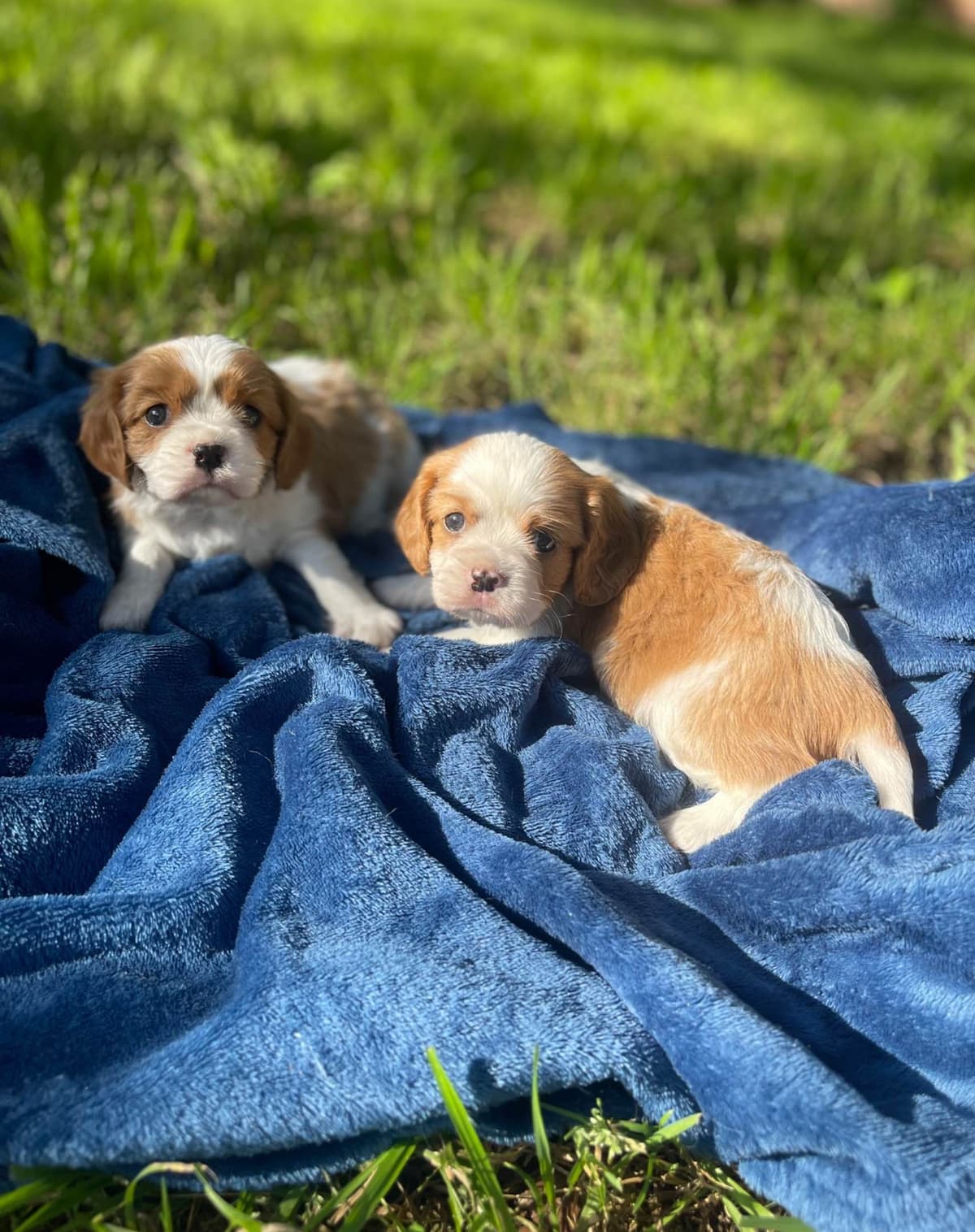Cavalier King Charles Spaniel Puppies breeder image 10
