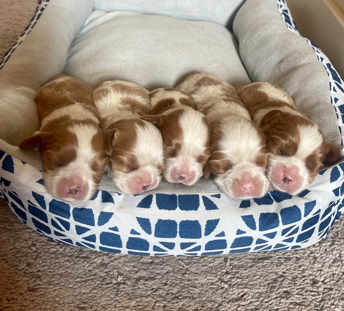 Cavalier King Charles Spaniel Puppies breeder image 12