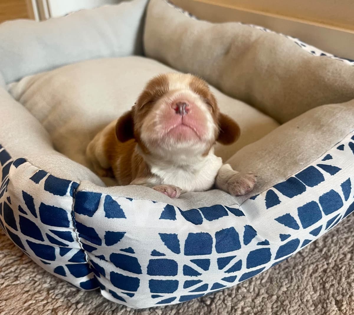 Cavalier King Charles Spaniel Puppies breeder image 13