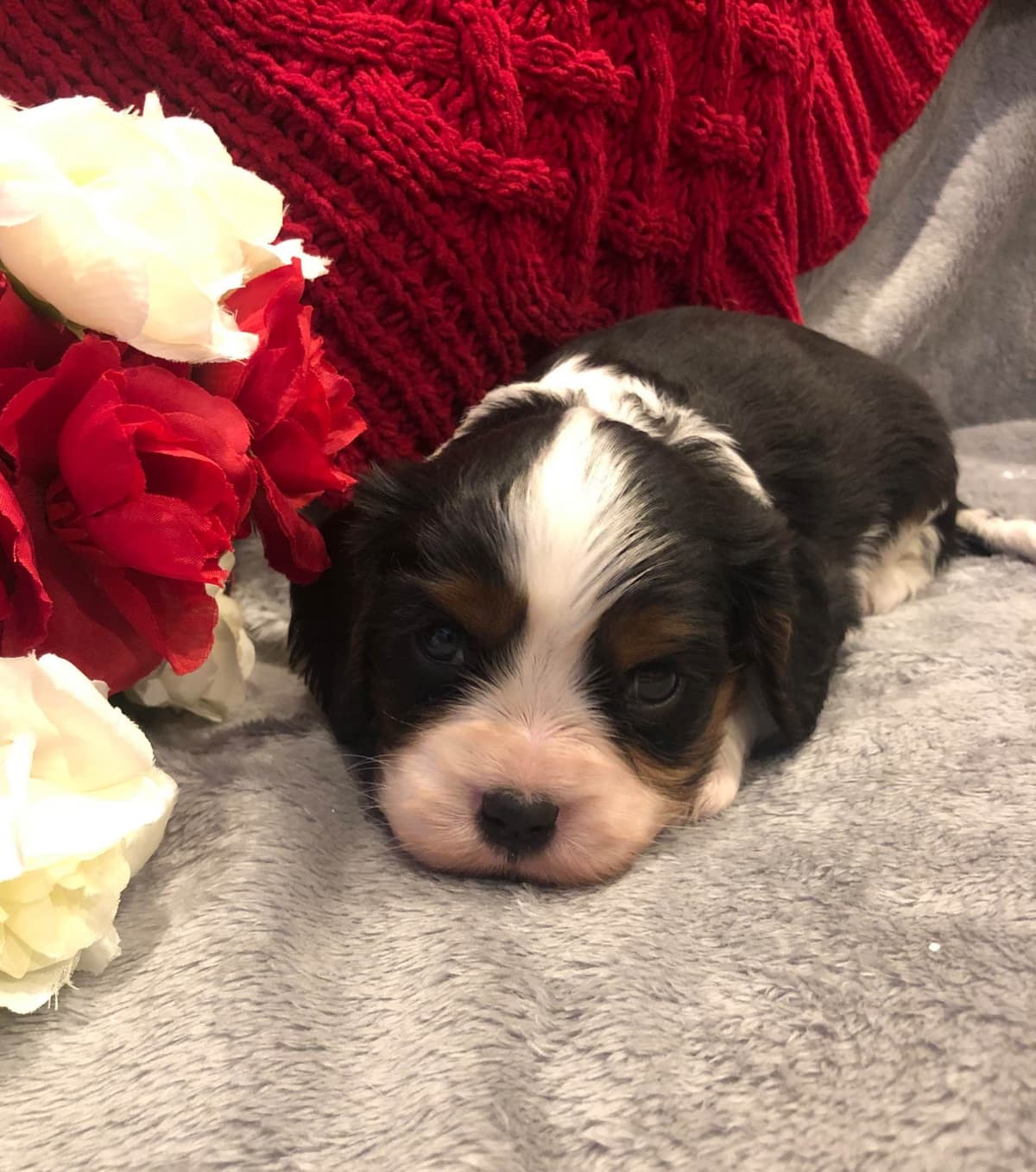 Cavalier King Charles Spaniel Puppies breeder image 14